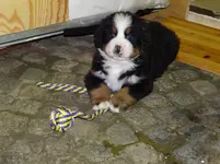 Bruno1.webp