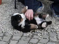 Bruno2.webp