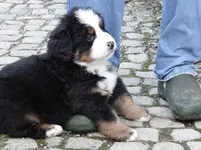 Bruno3.webp