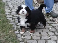 Bruno4.webp