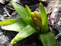 Frühling2.webp