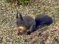 Eichhörnchen_8895.webp