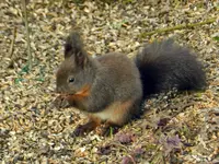 Eichhörnchen_8901.webp