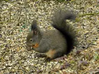 Eichhörnchen_8913.webp