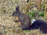 Eichhörnchen_8916.webp