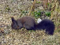 Eichhörnchen_8917.webp