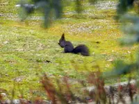 Eichhörnchen-Rivale_8869.webp
