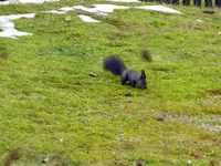 Eichhörnchen-Rivale_8872.webp