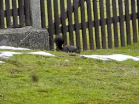 Eichhörnchen-Rivale_8870.webp