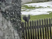 Eichhörnchen-Rivale_8876.webp