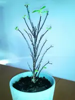 Überwinterte Black Pearl.webp