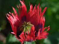003.webp