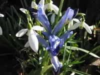 Iris.webp
