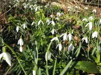 Schneeglöckchen.webp
