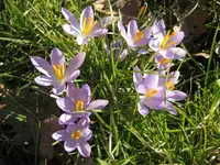 Krokusse.webp