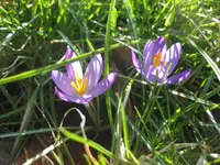 Krokusse (2).webp