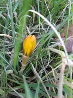 Krokusse (3).webp