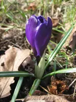Krokusse (4).webp