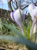 Krokusse (5).webp