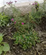 06-2011.webp