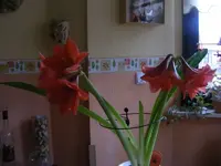 Amaryllis2.webp