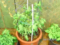 Large Red Rocotto.webp