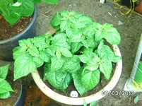 Vicentes Sweet Habanero.webp