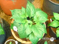 Chocolate Bhut Jolokia.webp