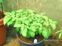 Fatalii White.webp