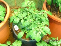 Habanero White.webp