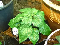 Habanero Hot Lemon.webp