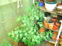 Goria.webp