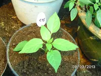 Gelbe Chili.webp