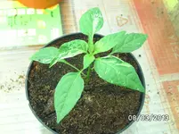 Fish Pepper.webp