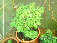 Trinidad Scorpion.webp