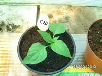Habanero Brown.webp