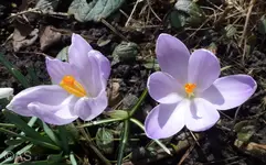 P1020246.webp