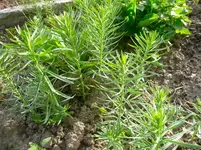 P1050957-510x382.webp
