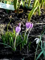 SDC15466.webp