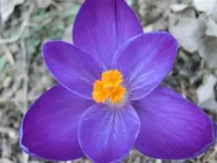 CIMG2643.webp