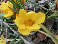 CIMG2645.webp