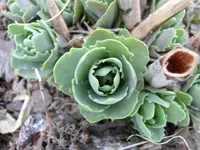 CIMG2644.webp
