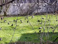 Stare_8926.webp