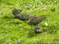 Stare_8928.webp