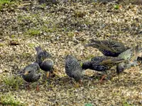 Stare_8929.webp
