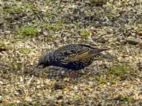 Stare_8930.webp