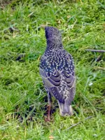 Stare_8933.webp