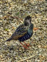 Stare_8934.webp