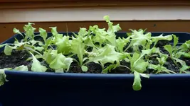 Salat.webp