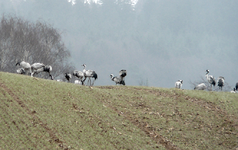P1090472.webp